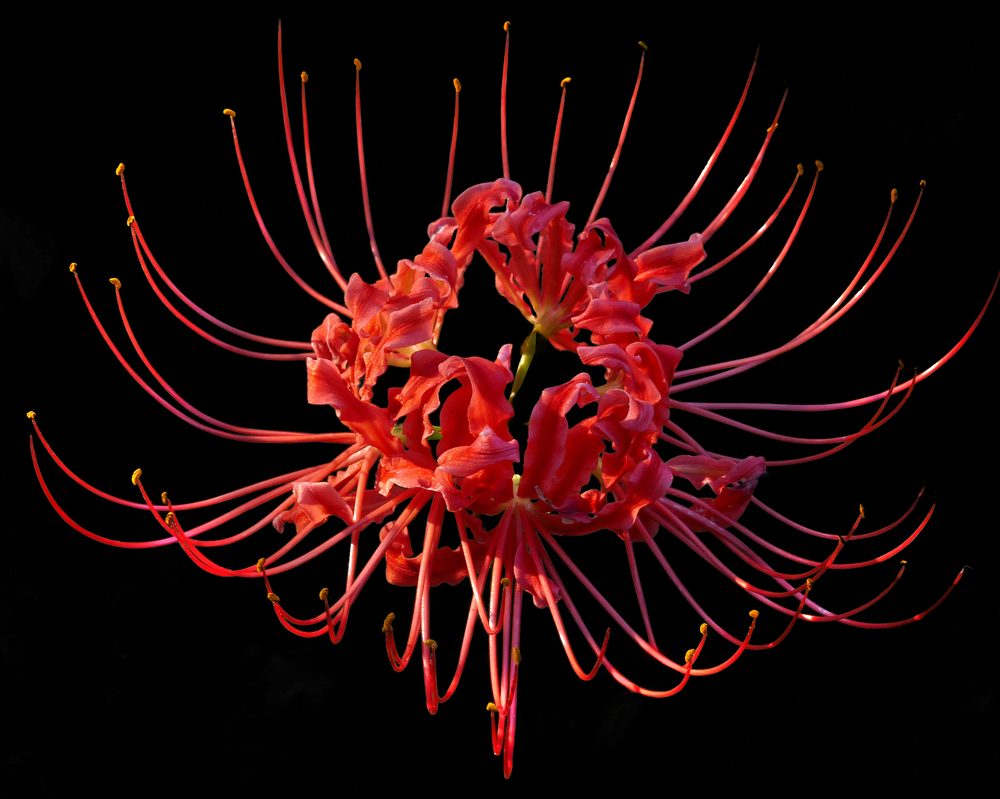Spider Lily