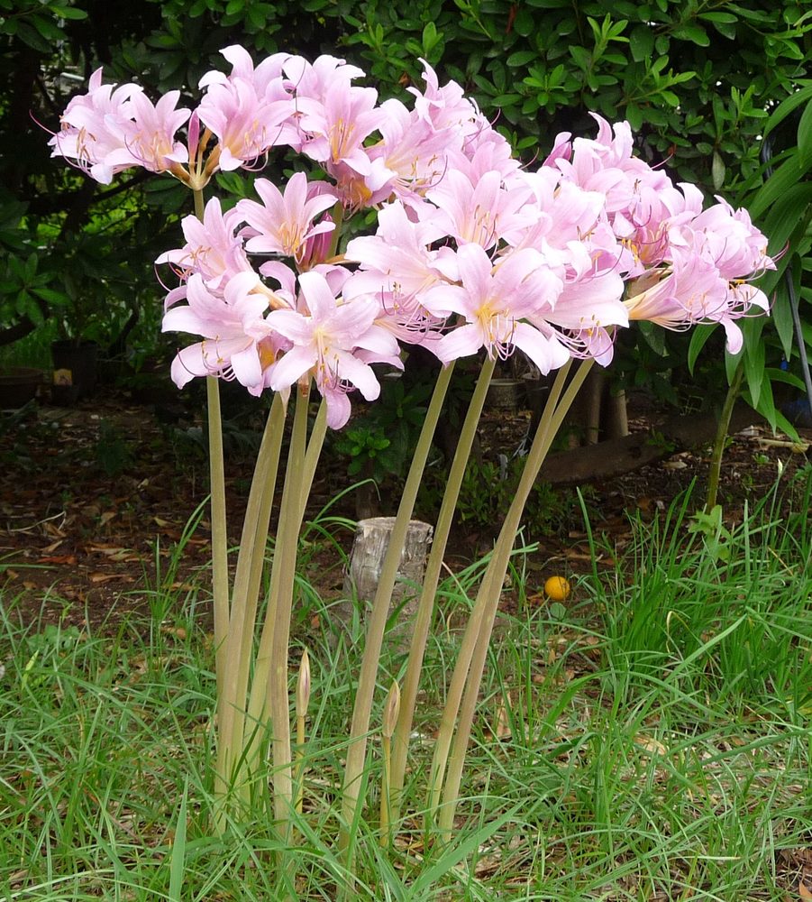 Magic Lily