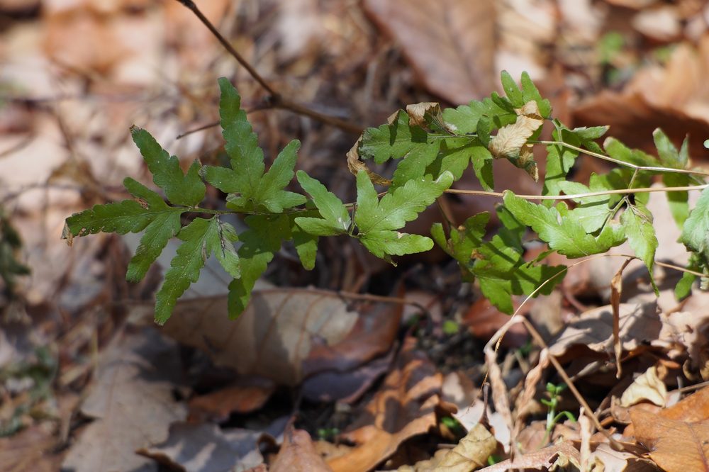 Climbing Fern
