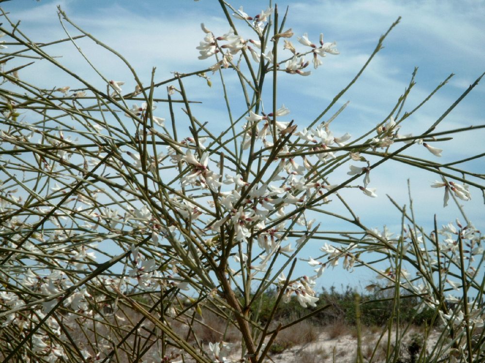 Lygos monosperma