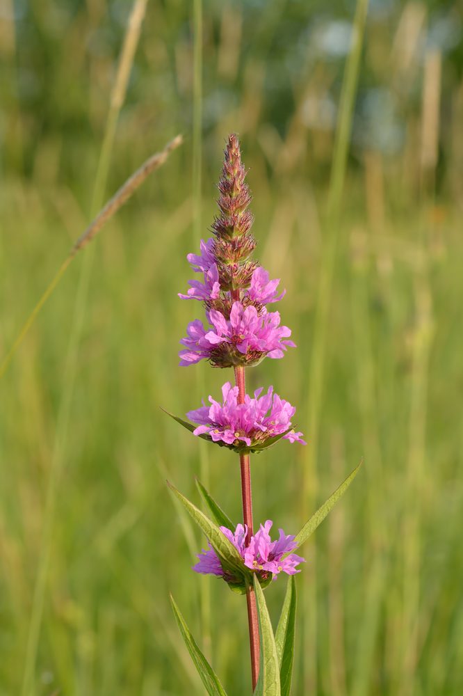 Purple Loosestrife