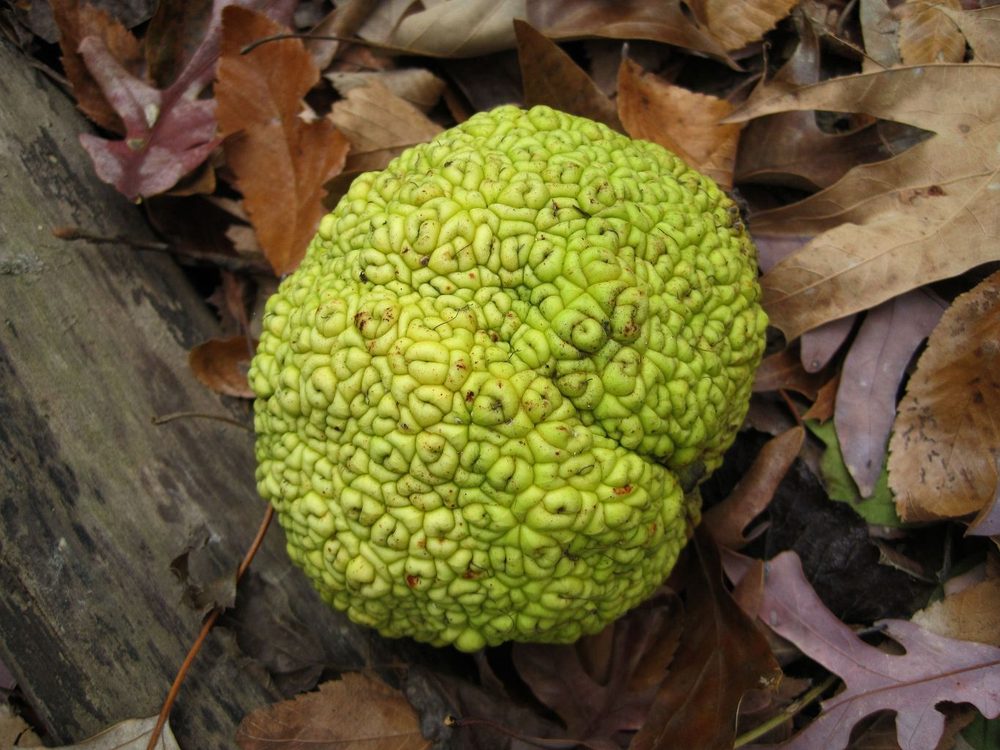 Osage-Orange