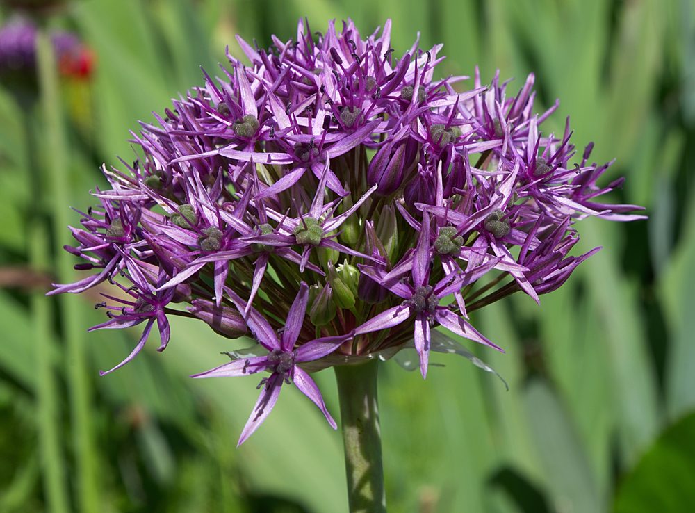 Macroptylium atropurpureum
