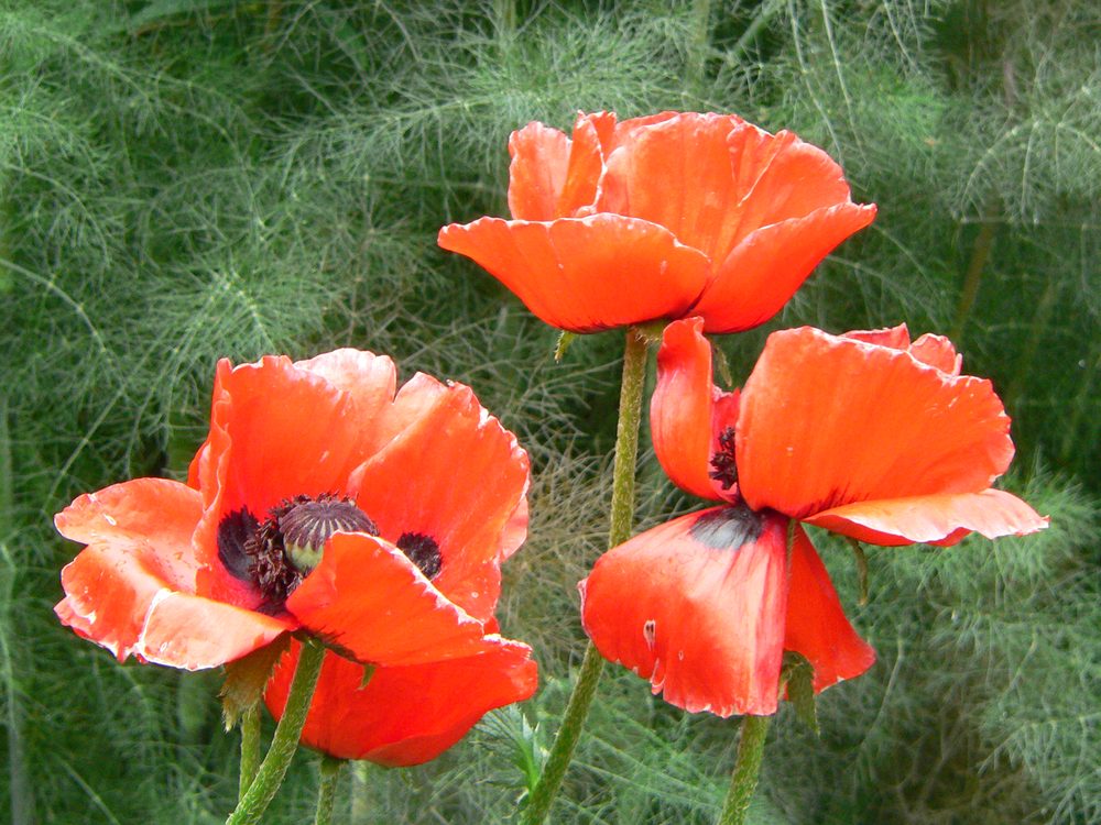 Macroptylium bracteatum