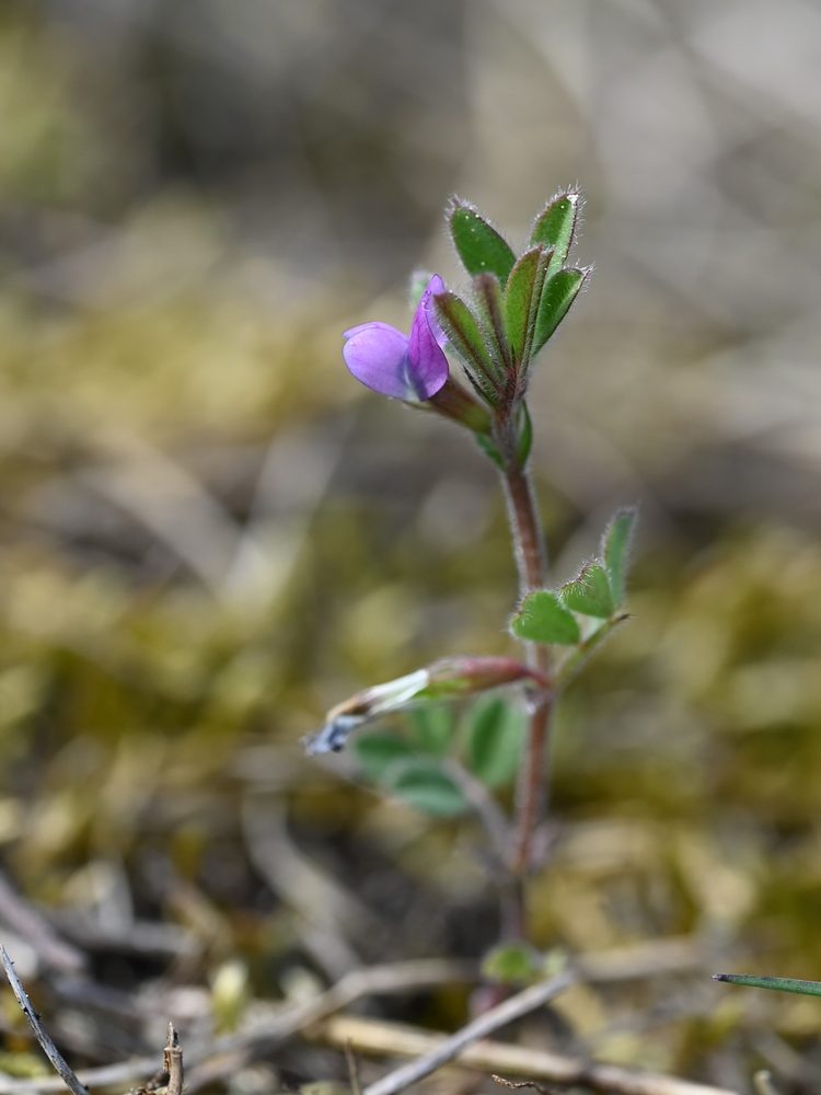Macroptylium lathyroides