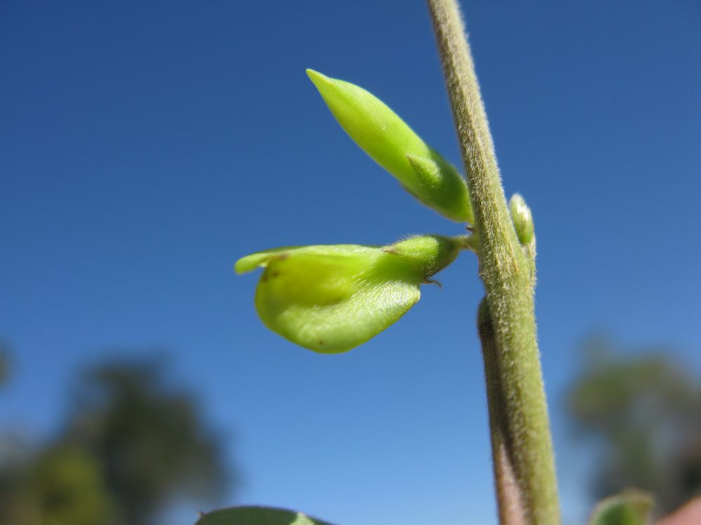 Macrotyloma axillare