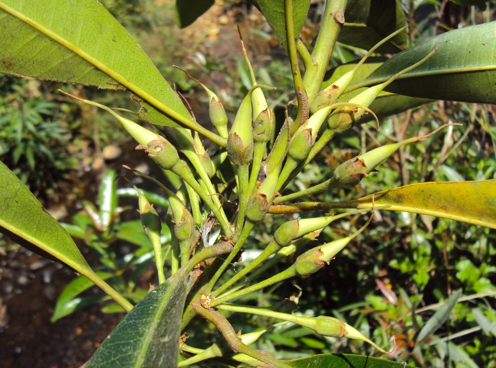 Madhuca nerifolia