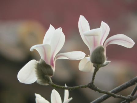 Hsin-I