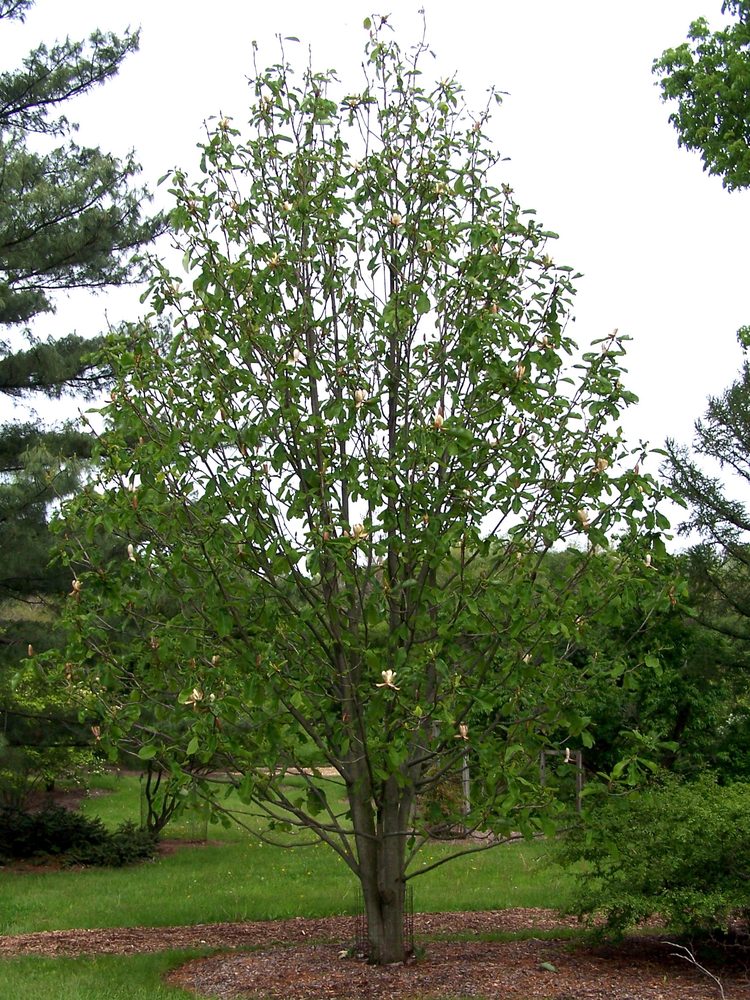 Chinese Magnolia