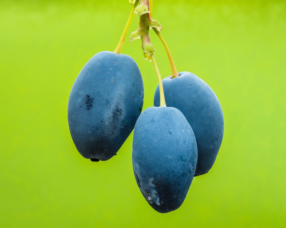 Oregon Grape