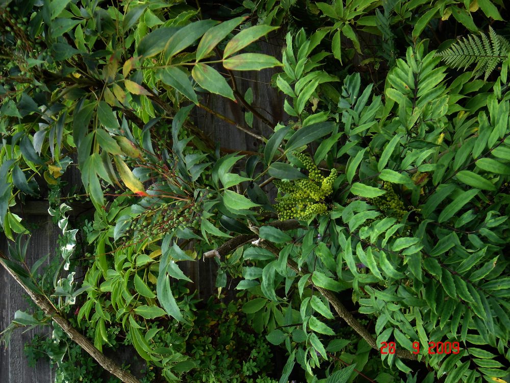 Mahonia fortunei