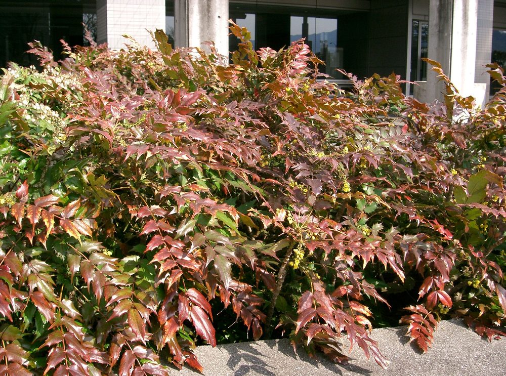 Japanese Ashberry