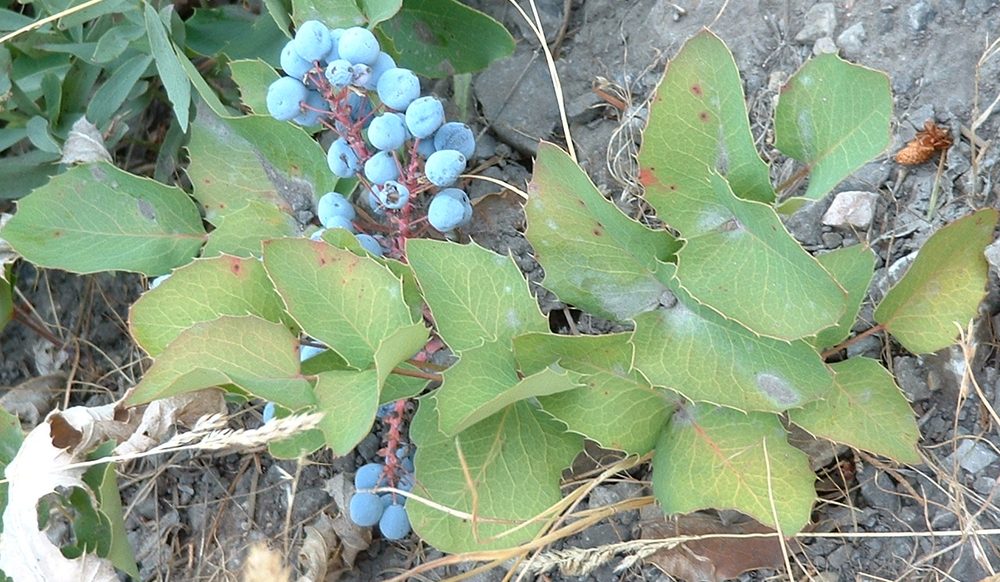 Creeping Barberry