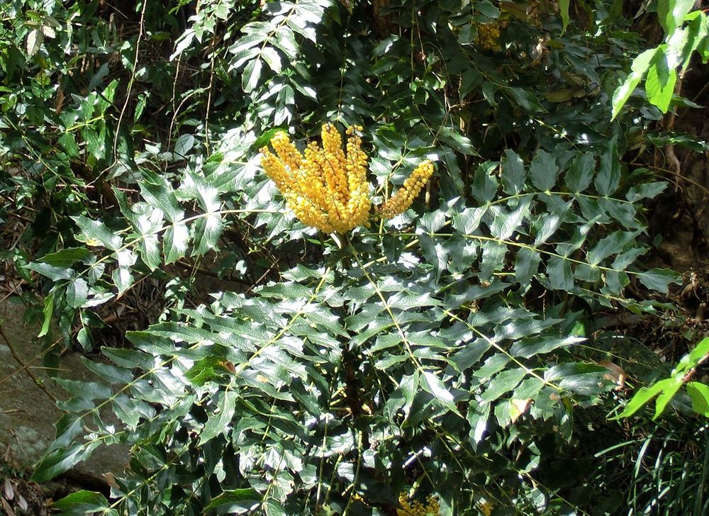 Mahonia siamensis