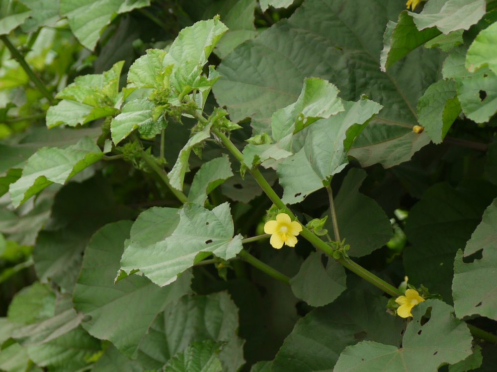 Malachra capitata