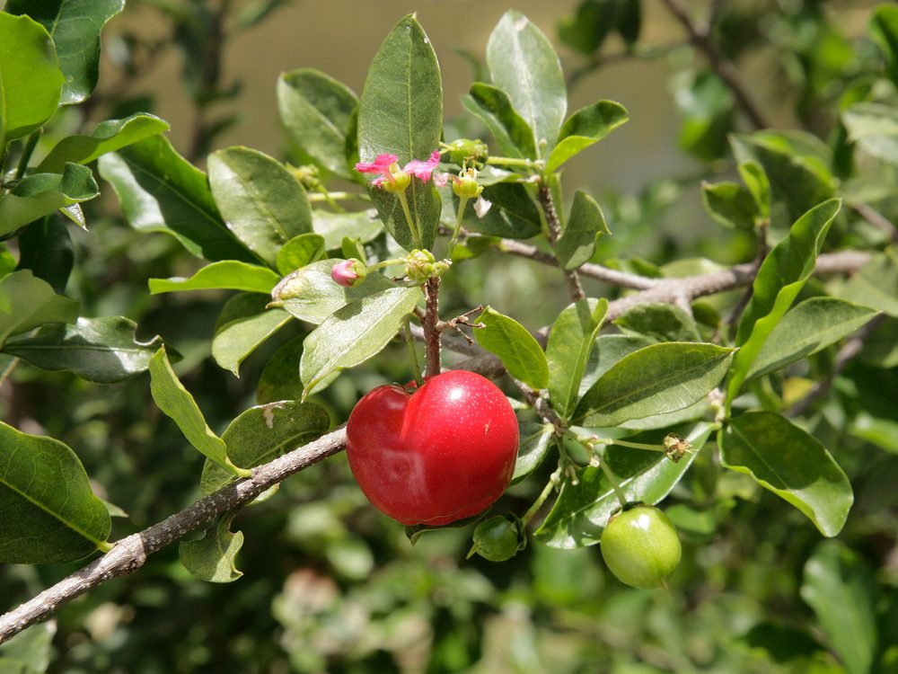 Acerola