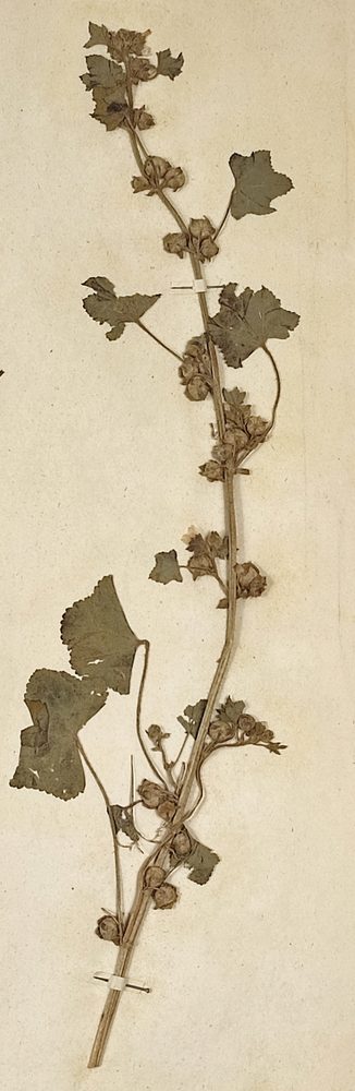 Cheeseweed