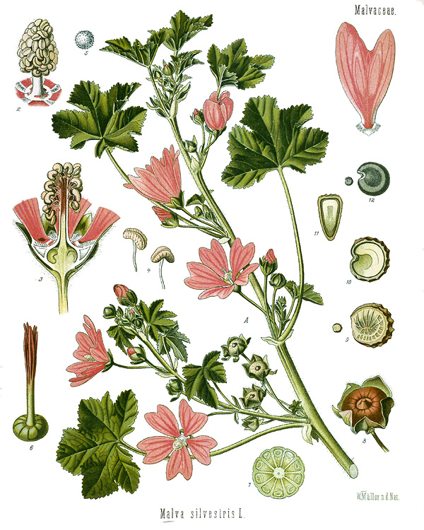 High Mallow