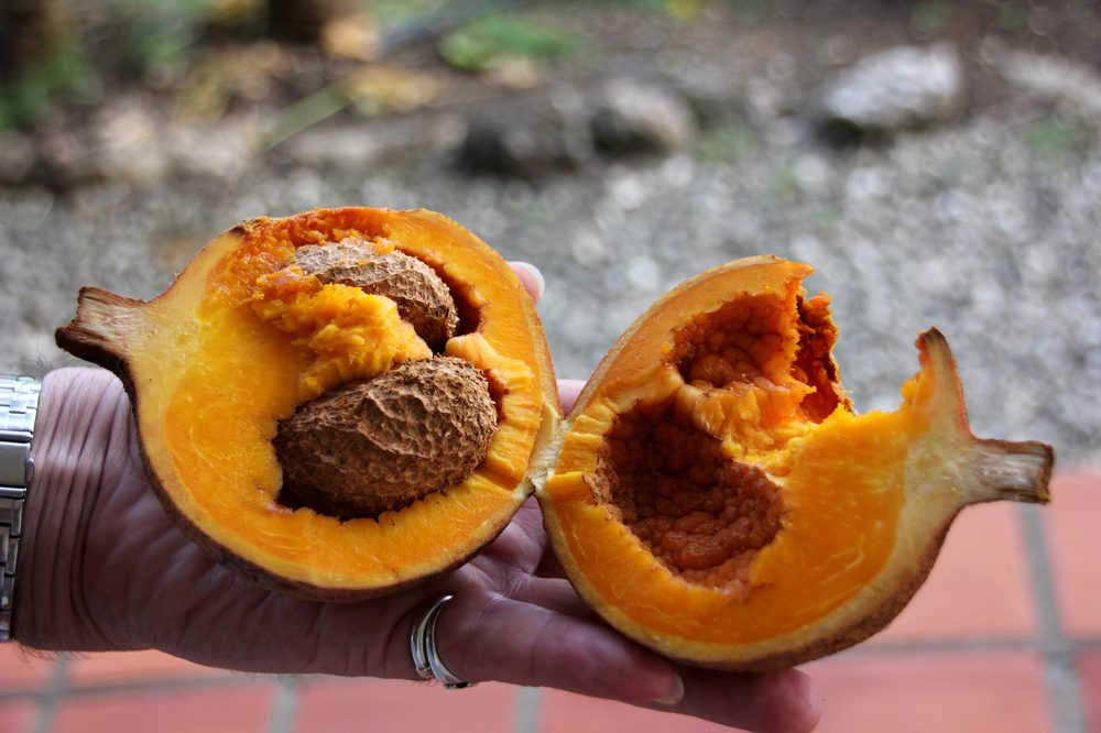 Mamey