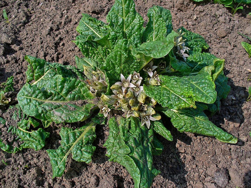Mandrake