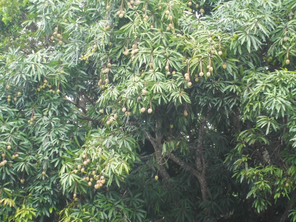 Mango