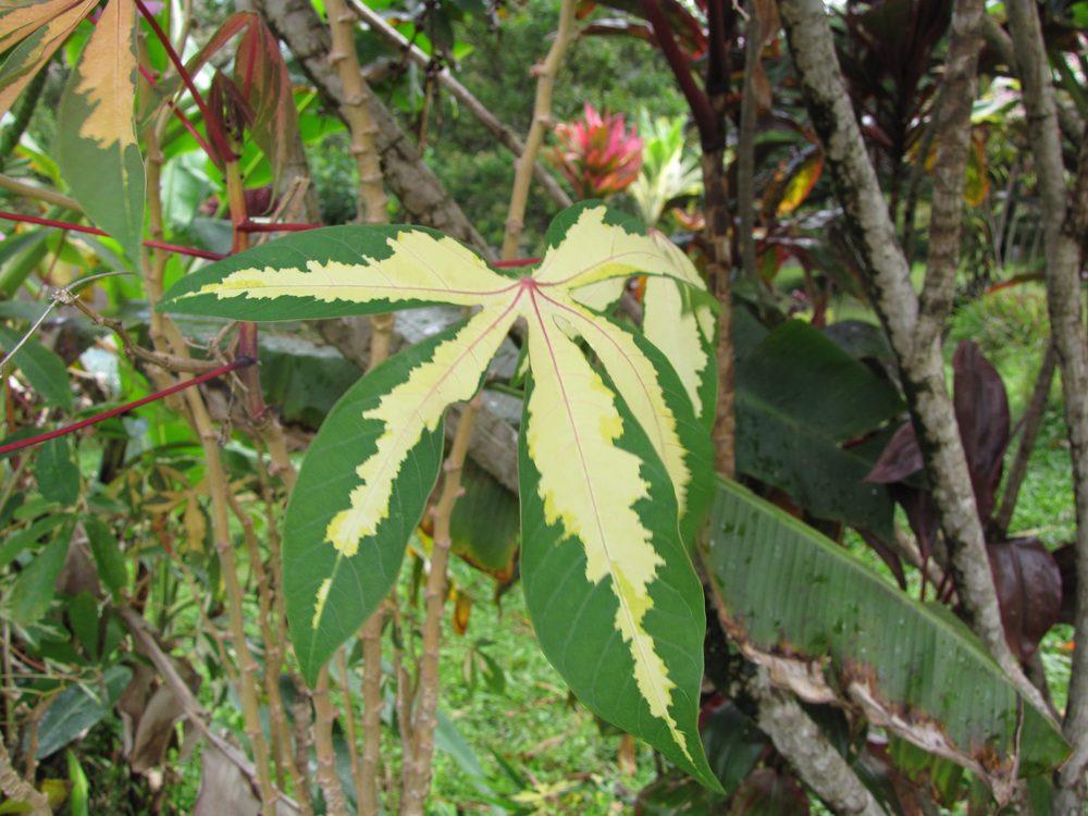 Cassava