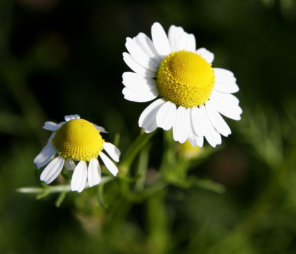 Annual Camomile