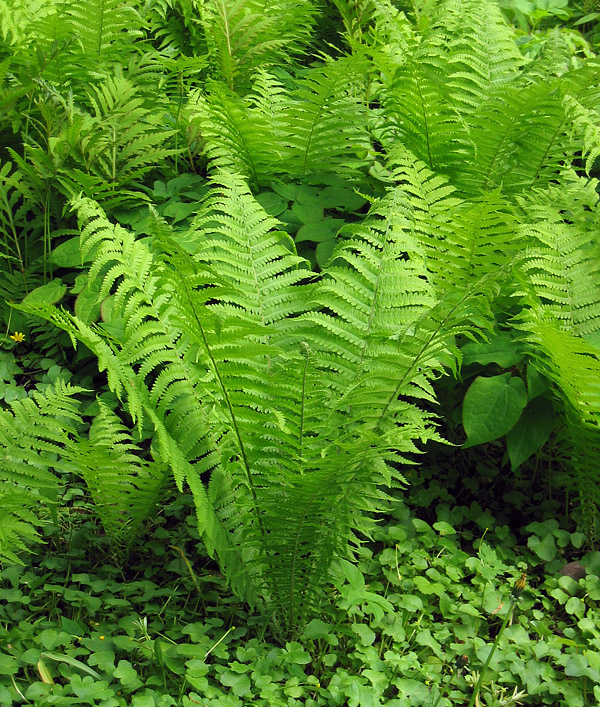 Ostrich fern