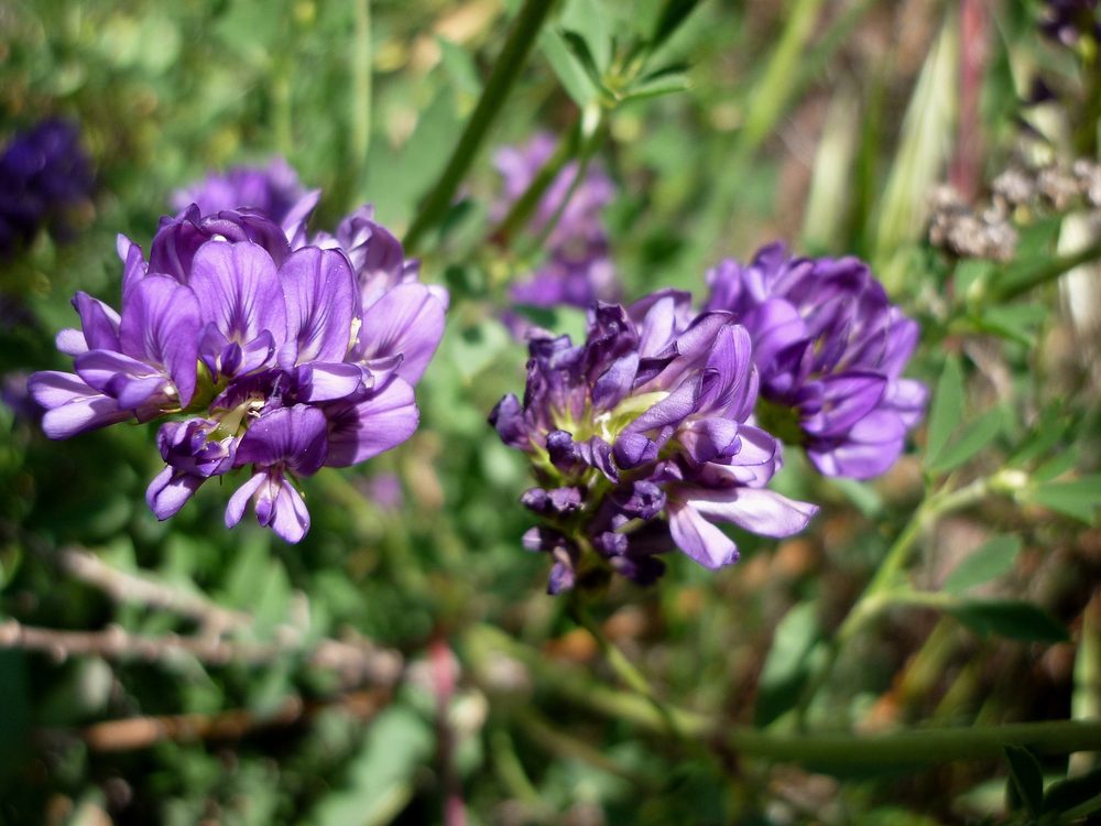 Alfalfa