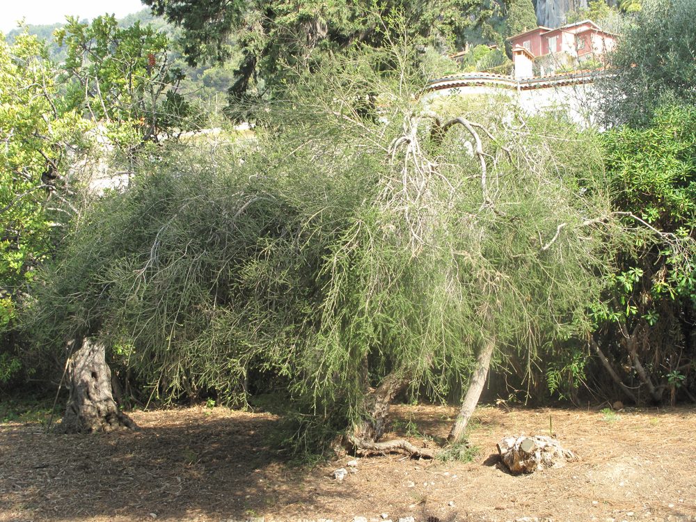 Teatree