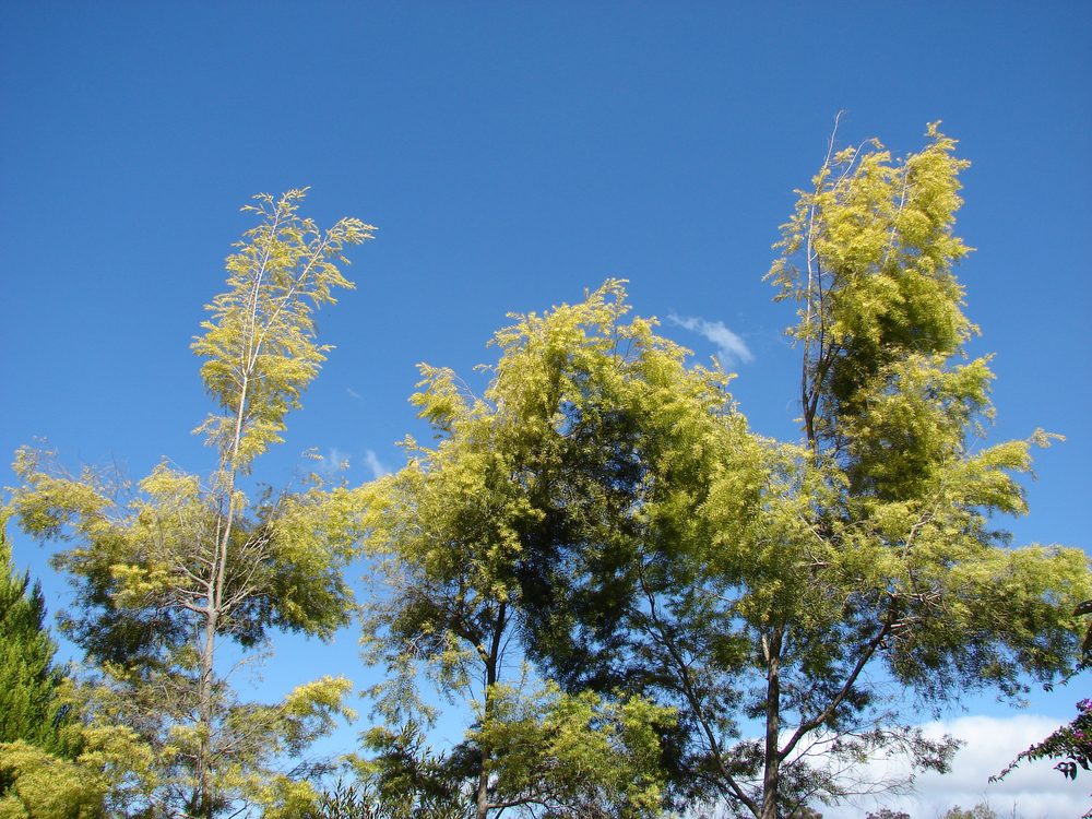 Bracteate Tea-Tree