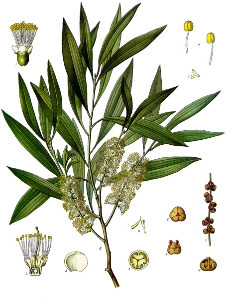 Vietnamese Cajuput Oil