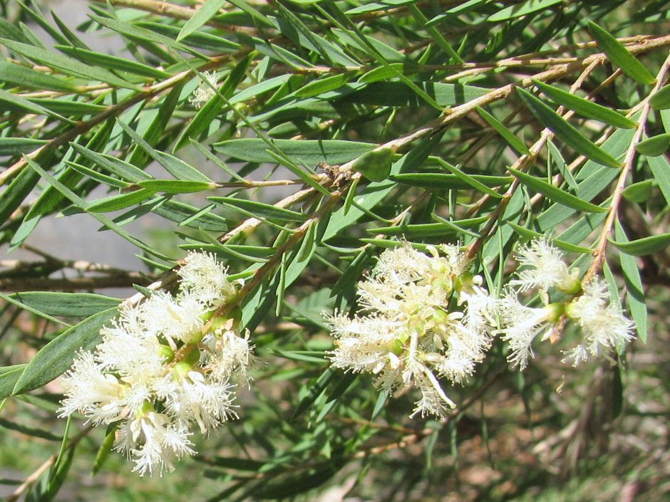 Paperbark Tea_tree