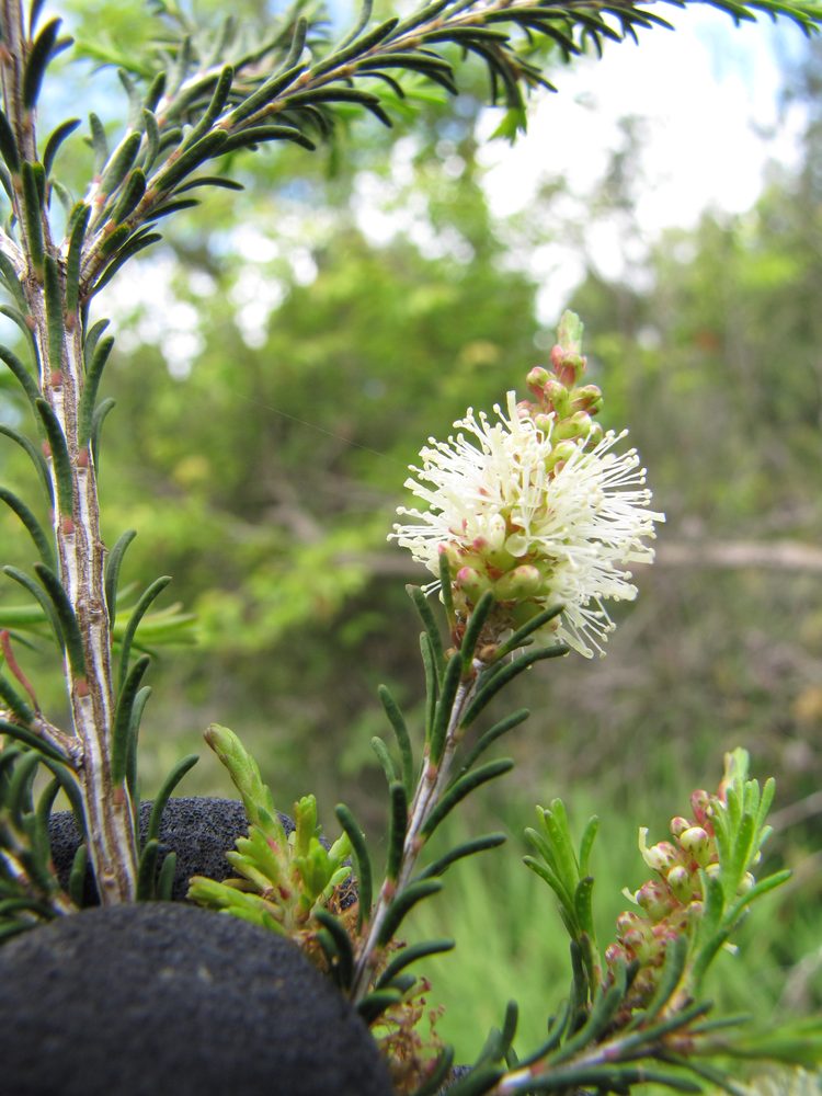 Tea-Tree
