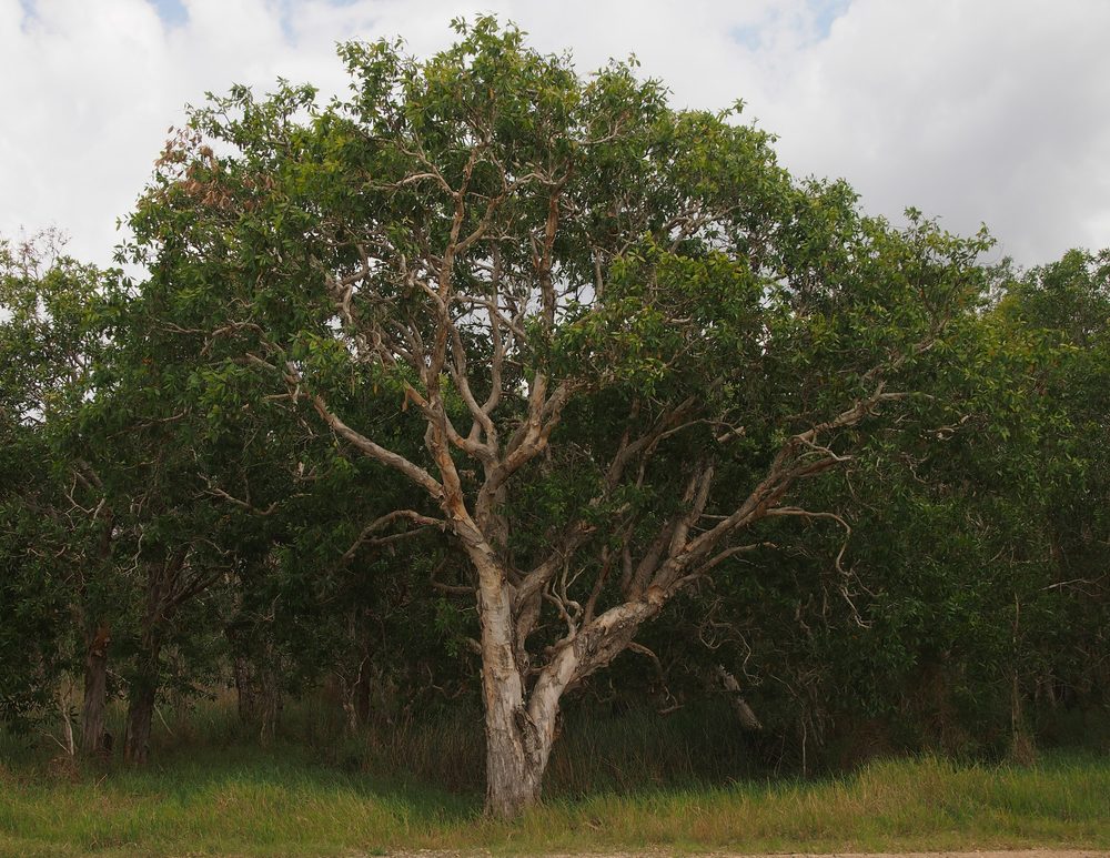 Broad-Leaf Tea-Tree