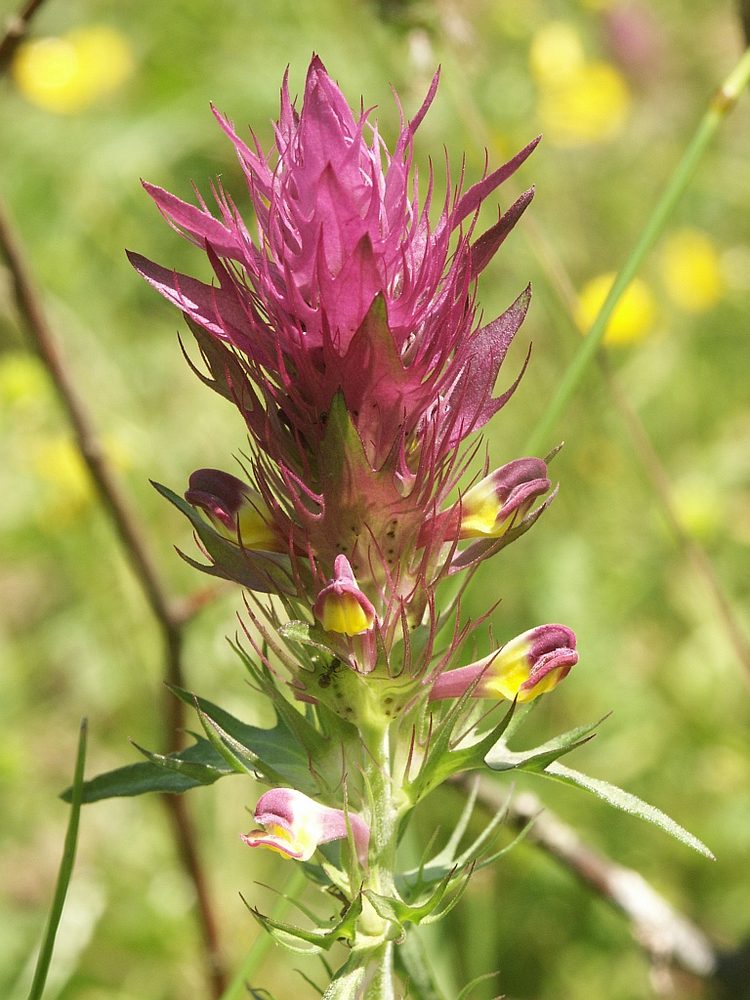 Melampyrum arvense