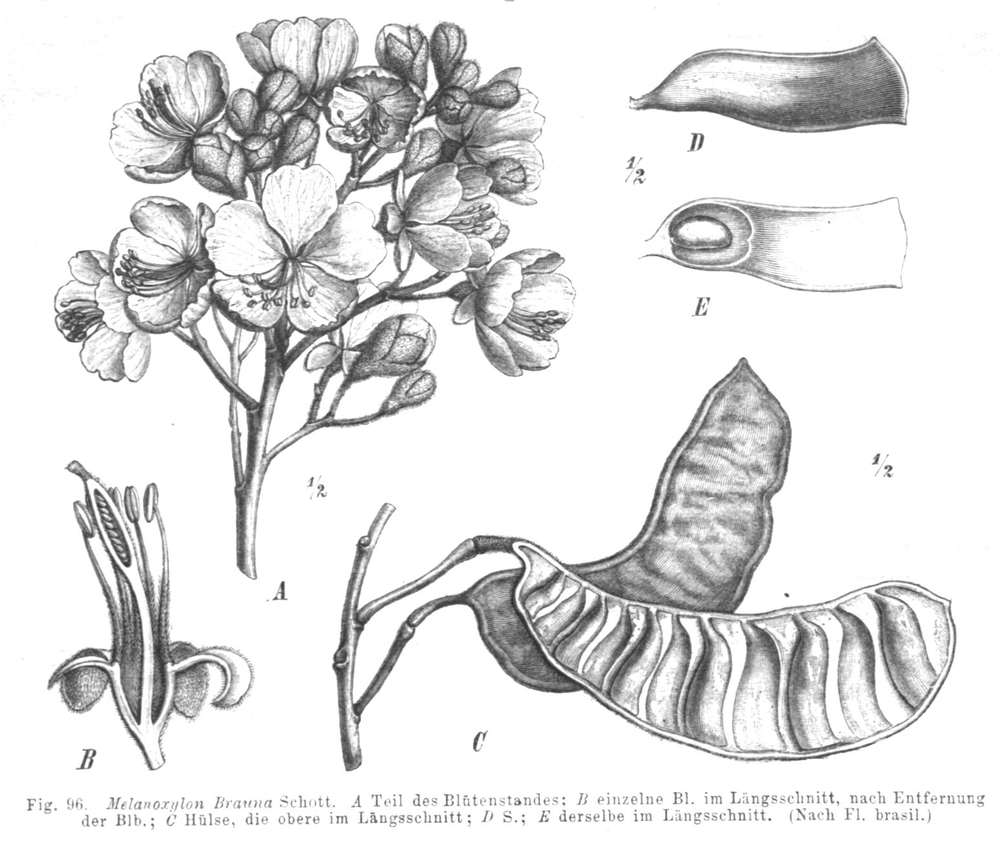 Melanoxylon brauna