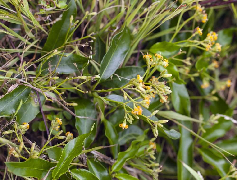 Meleleuca howeana