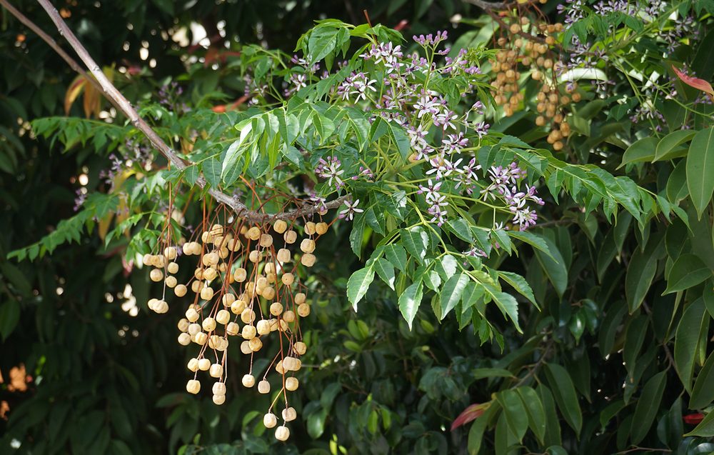 Chinaberry