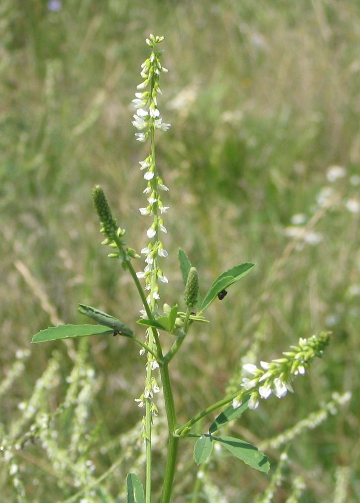 White Melilot