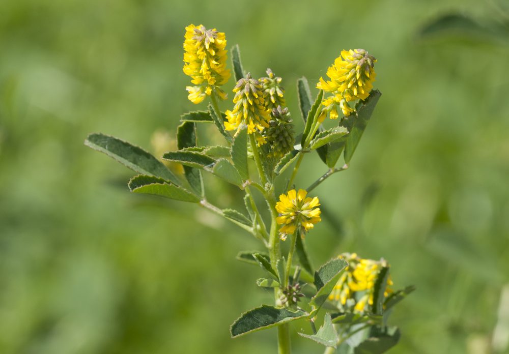 Small-Flowered Melilot