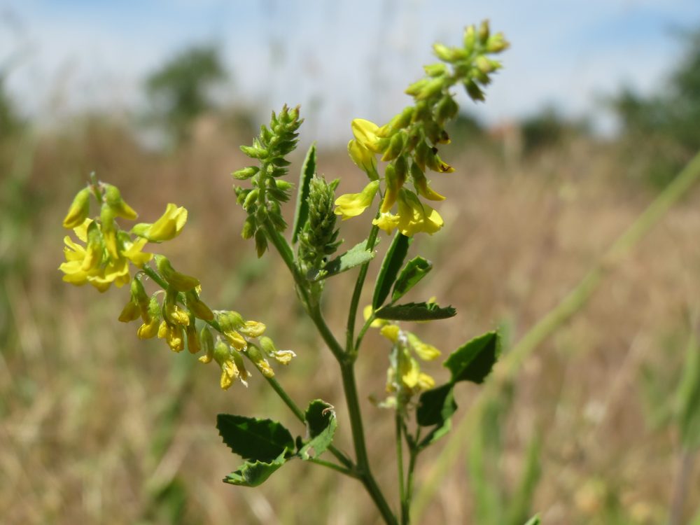 Yellow Sweetclover