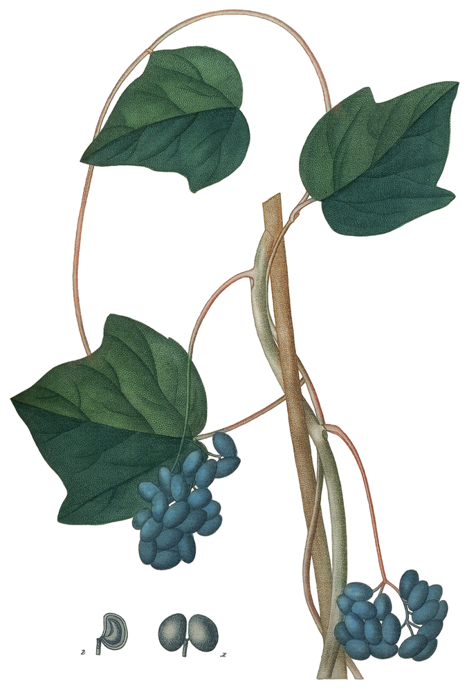 Moonseed
