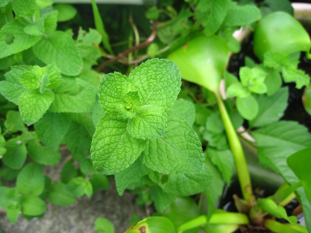 Cornmint