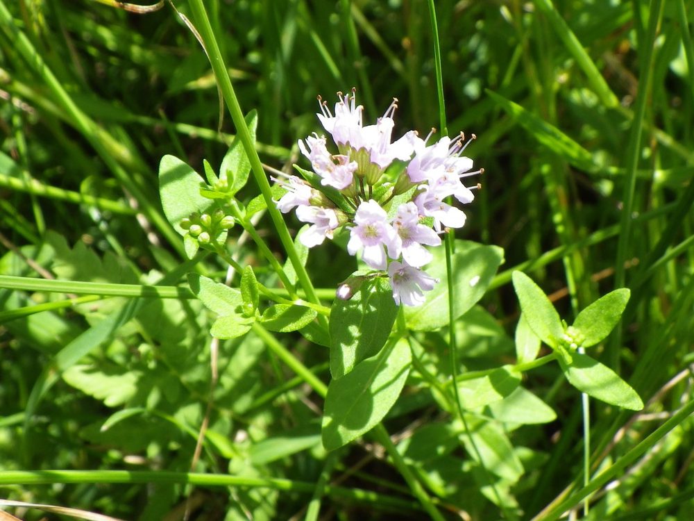 Mentha japonica