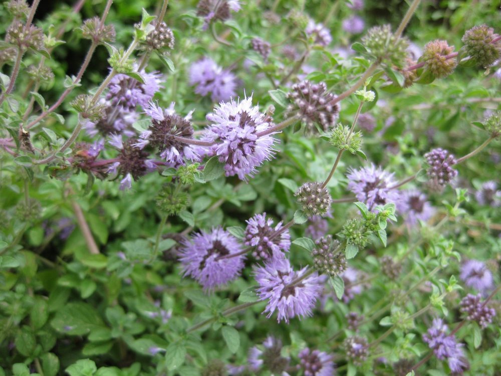 European Pennyroyal