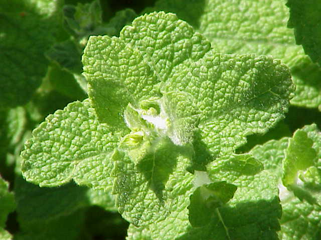 Apple Mint