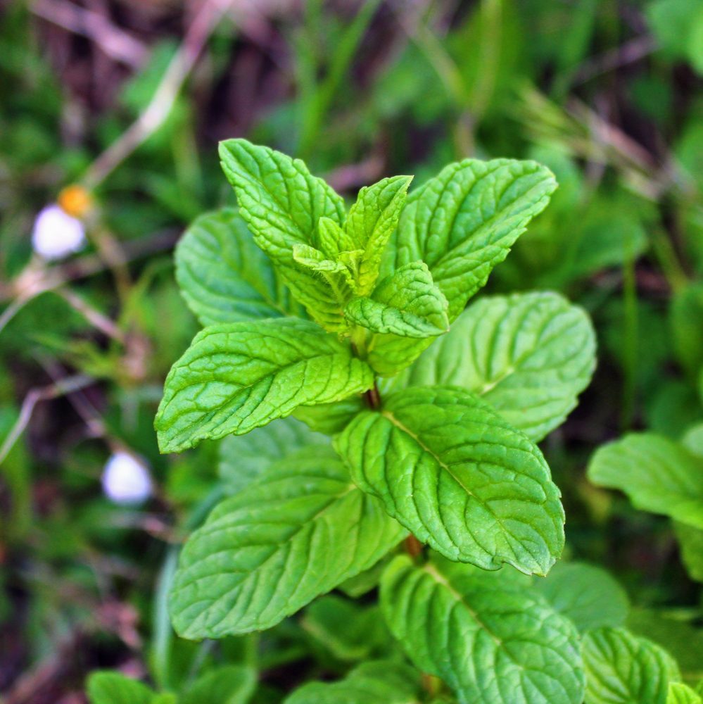 Peppermint