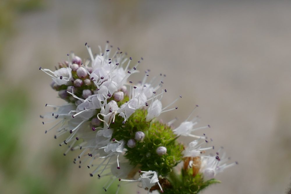 Applemint