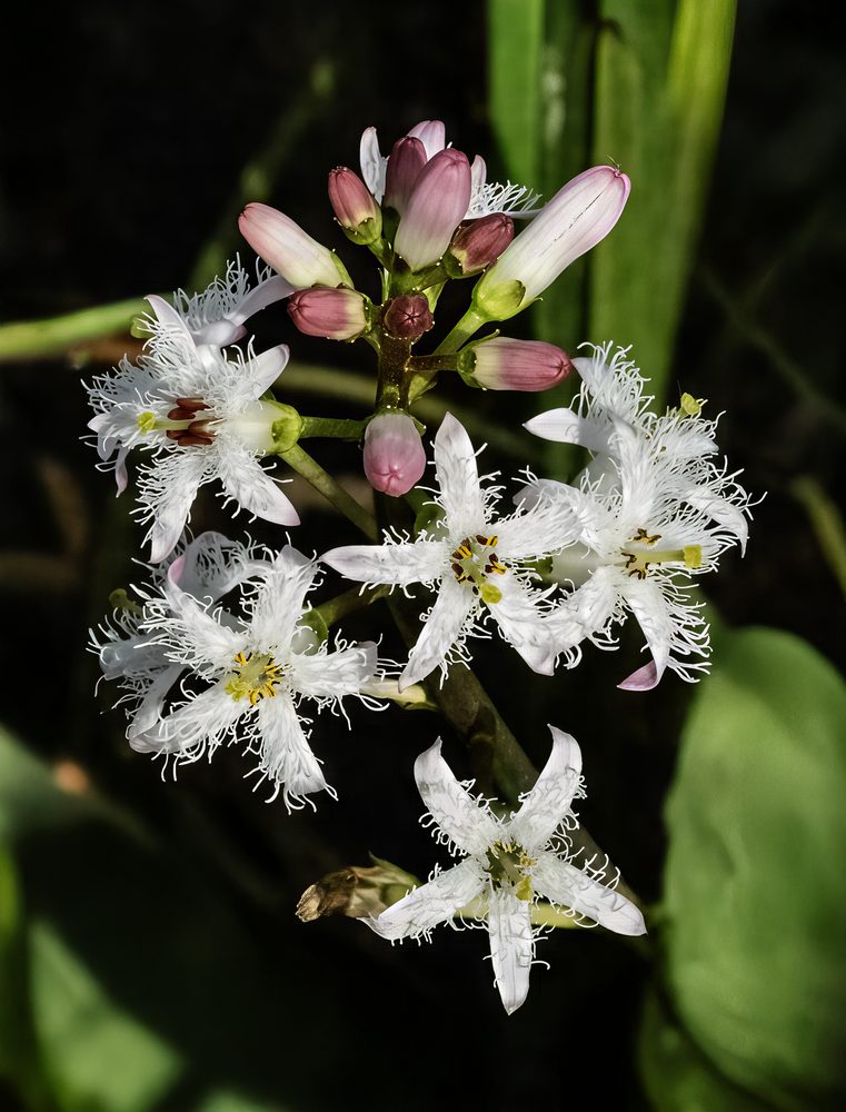 Bogbean